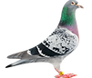 pigeon-control-lancashire-bird-control-service-north-west-pigeon-problem-pest-control-burnley