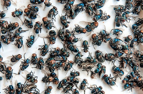 how-to-get-rid-of-cluster-flies-pest-control-burnley-lancashire