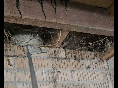 REMOVING WASP NESTS IN LANCASHIRE - ATLAS ENVIRONMENTAL SERVICES LTD ........