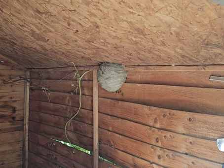WASP NEST REMOVAL IN BURNLEY, ACCRINGTON, BLACKBURN, DARWEN, CLITHEROE, COLNE, HUNCOAT, GREAT HARWOOD & EAST LANCASHIRE......