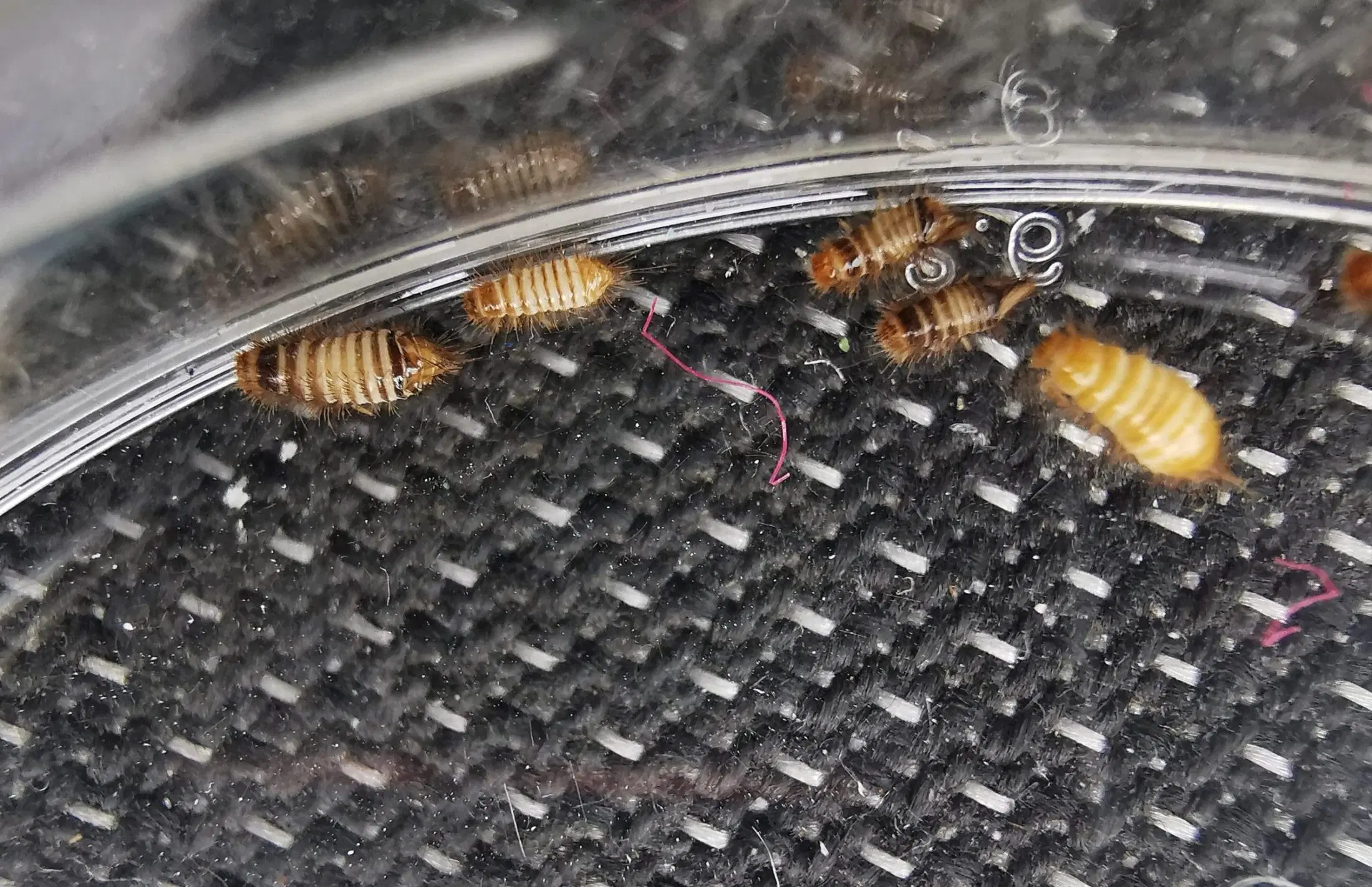carpet-beetle-larvae-pest-control-burnley-lancashire