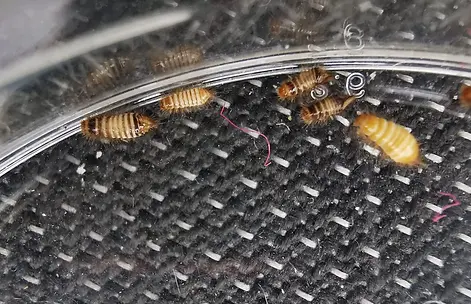 carpet-beetle-larvae-pest-control-burnley-lancashire