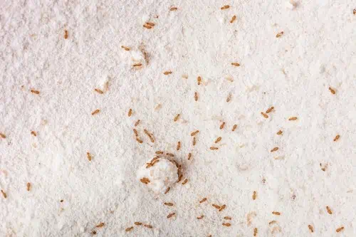 pest-control-burnley-booklice-control-burnley-pest-management-burnley