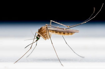 mosquito-pest-control-burnley-midges-gnats-help-with-flies-burnley