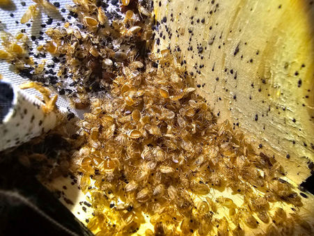 Bed Bug Treatments for Lancashire & The North West.......