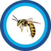 wasp-removal-burnley-pest-control-burnley-lancashire-pest-control-atlas-environmental-services