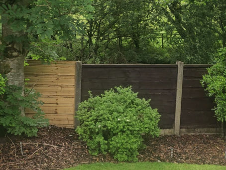 WASP NEST SERVICES IN BURNLEY, LANCASHIRE...... ATLAS ENVIRONMENTAL SERVICES LTD