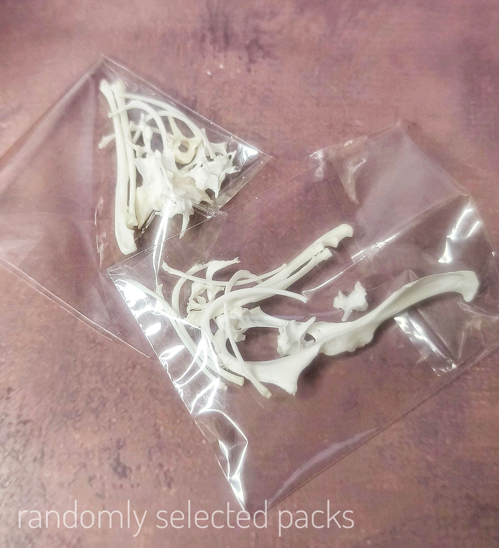 Domestic Chinchilla Bone Pack | 12pcs | CRAFT GRADE