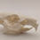 Thumbnail: Craft Skull (B) Grade Guinea Pig 
