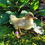 Thumbnail: Taxidermy Duckling Muscovy x Pekin (Mulard)