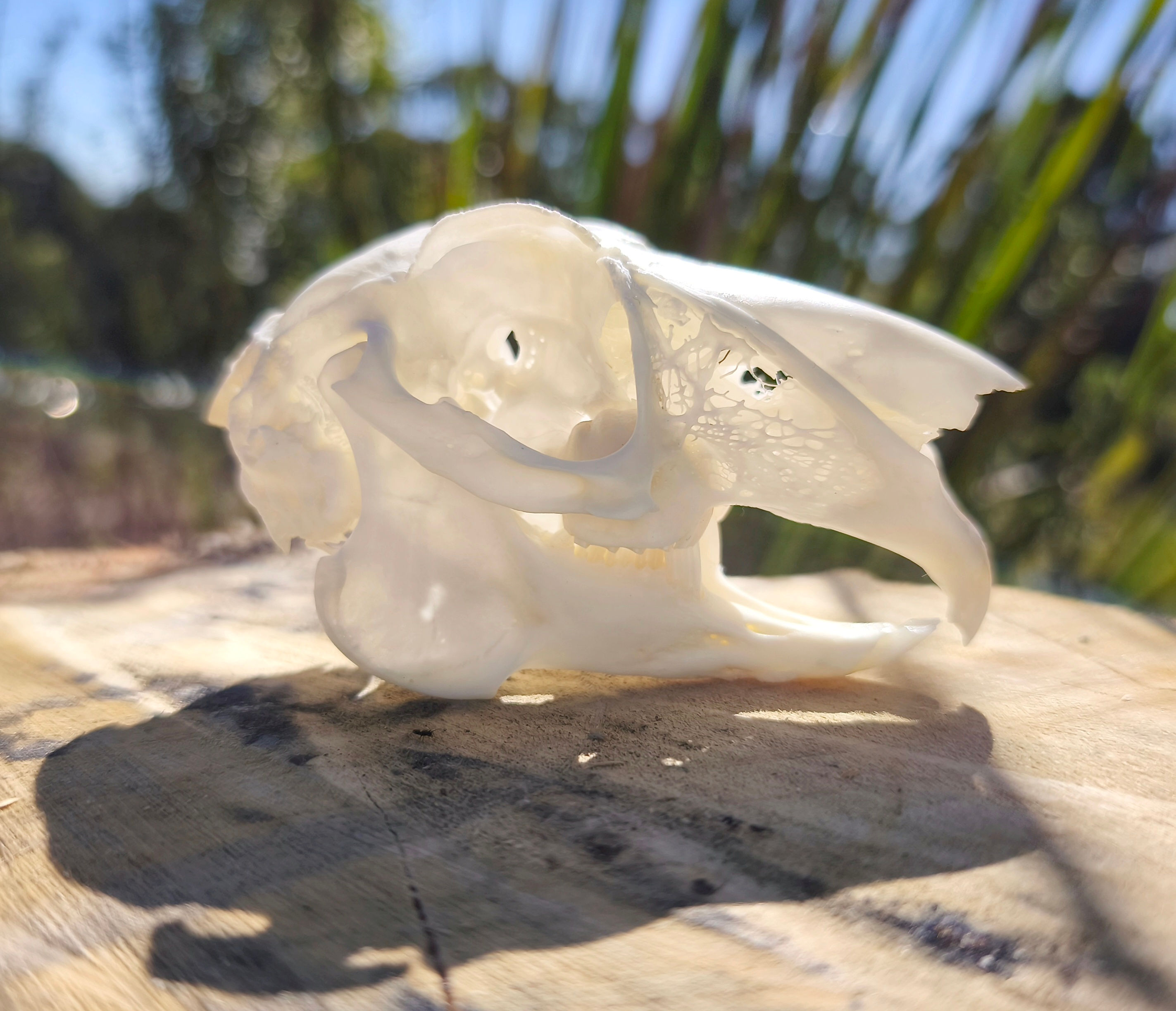 European Hare Skull | AUTUMN PRICE