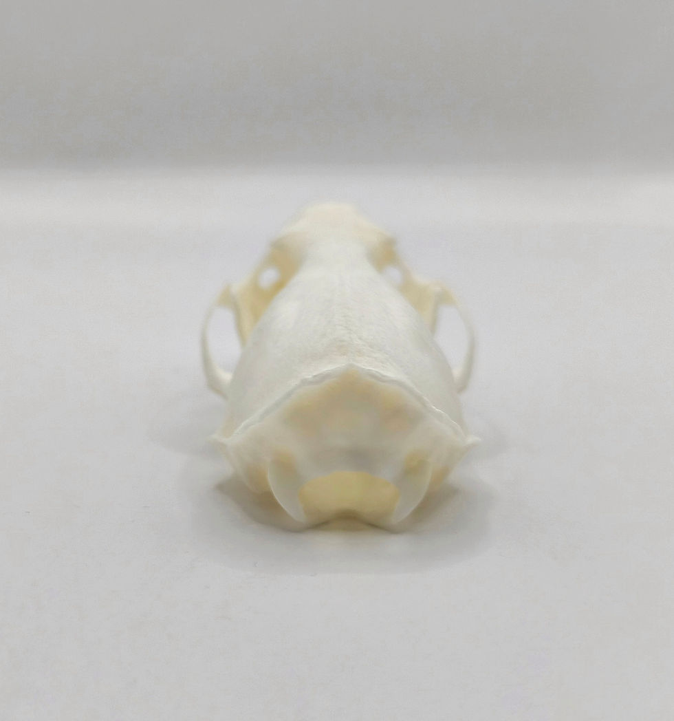 Thumbnail: American Mink Skull | B Grade | US Import