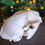 Thumbnail: LAST ONE (Slight Damage) Feral Cat Skull | Tasmania Roadkill | B Grade 