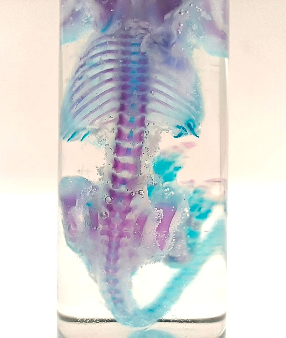 Thumbnail: CLEARANCE Diaphonized Baby Rat | 