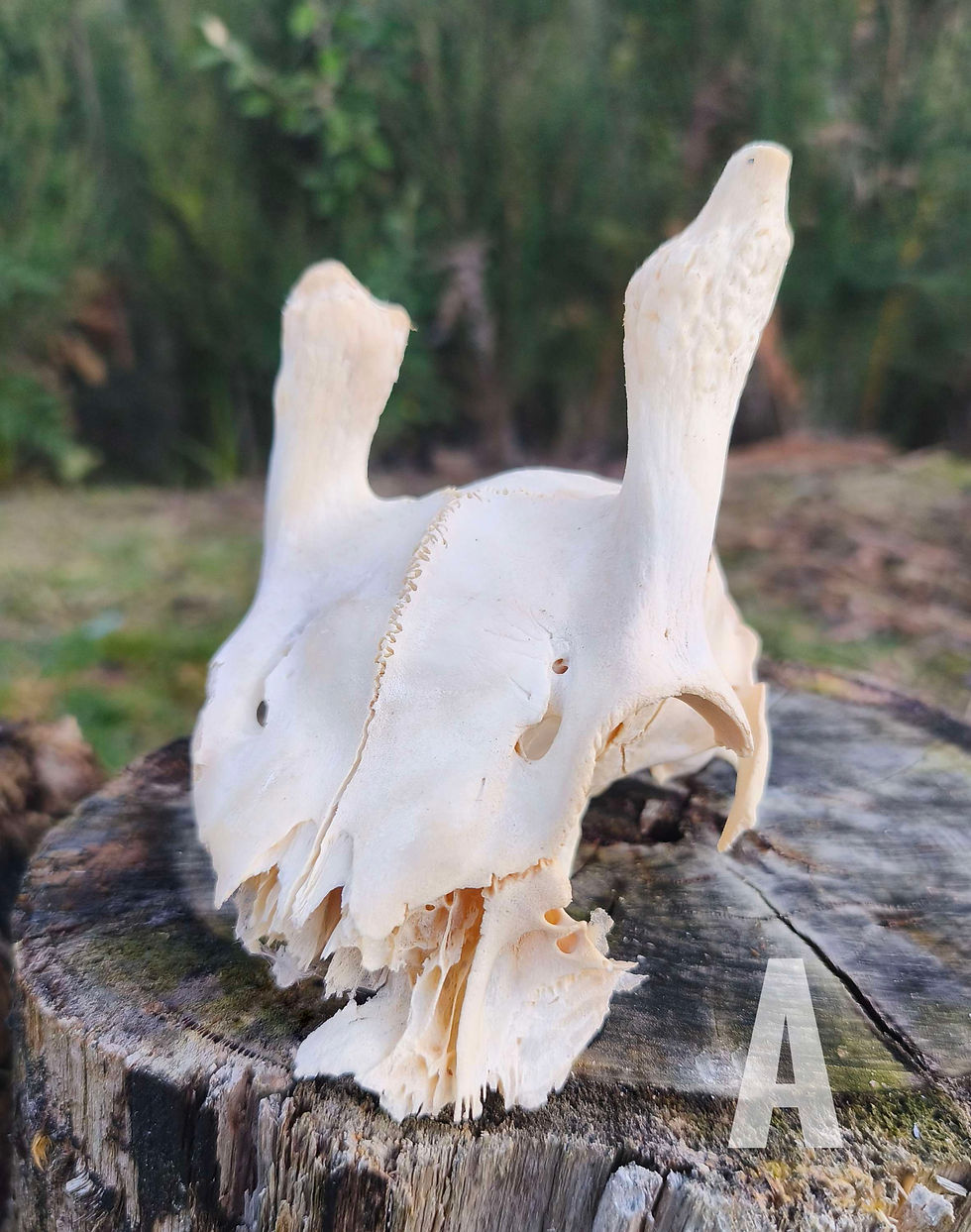 Thumbnail: Craft Grade Partial Juvenile Fallow Skull Caps 