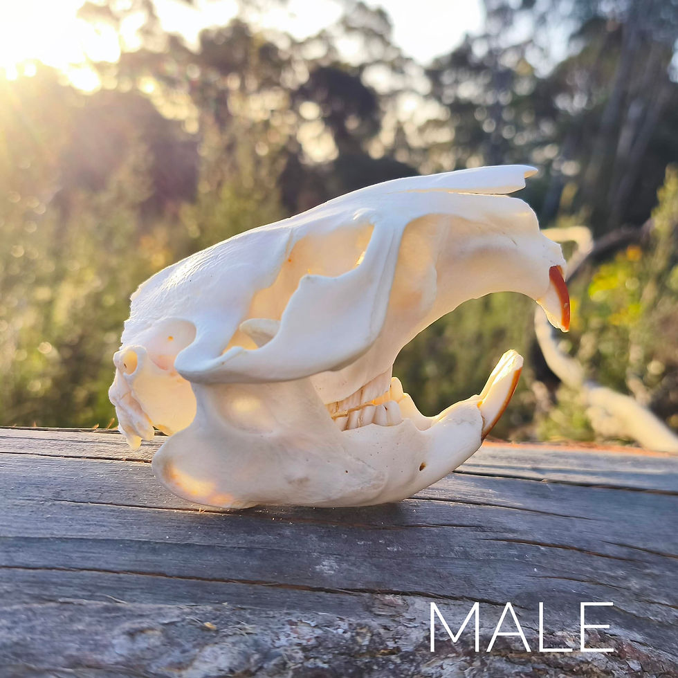 Thumbnail: Craft Grade Canadian Beaver Skull | XL | Roadkill Canada 
