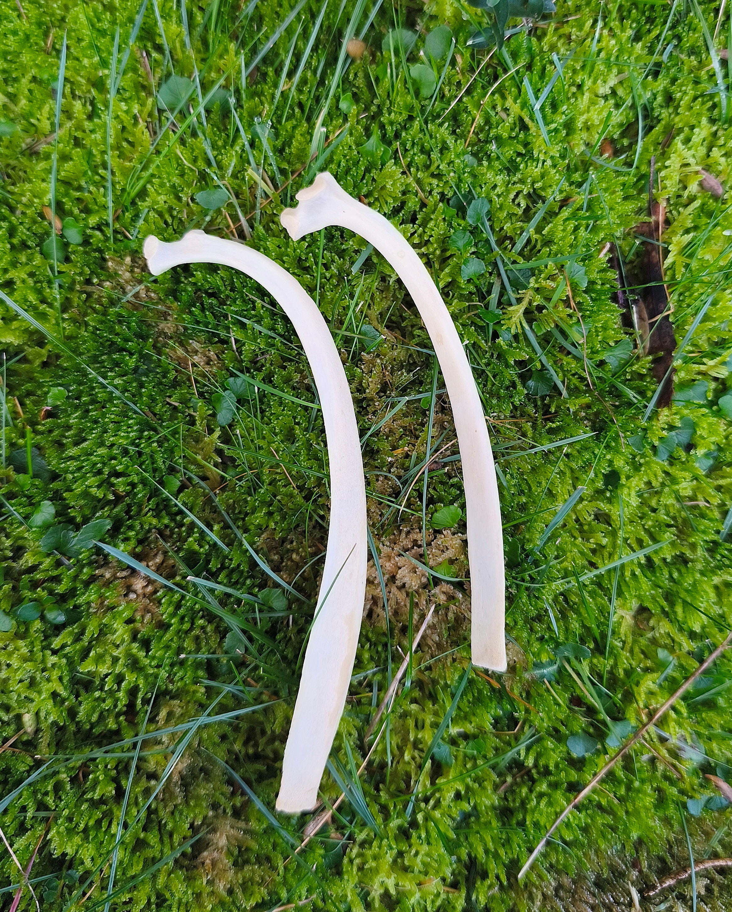 Sheep Rib