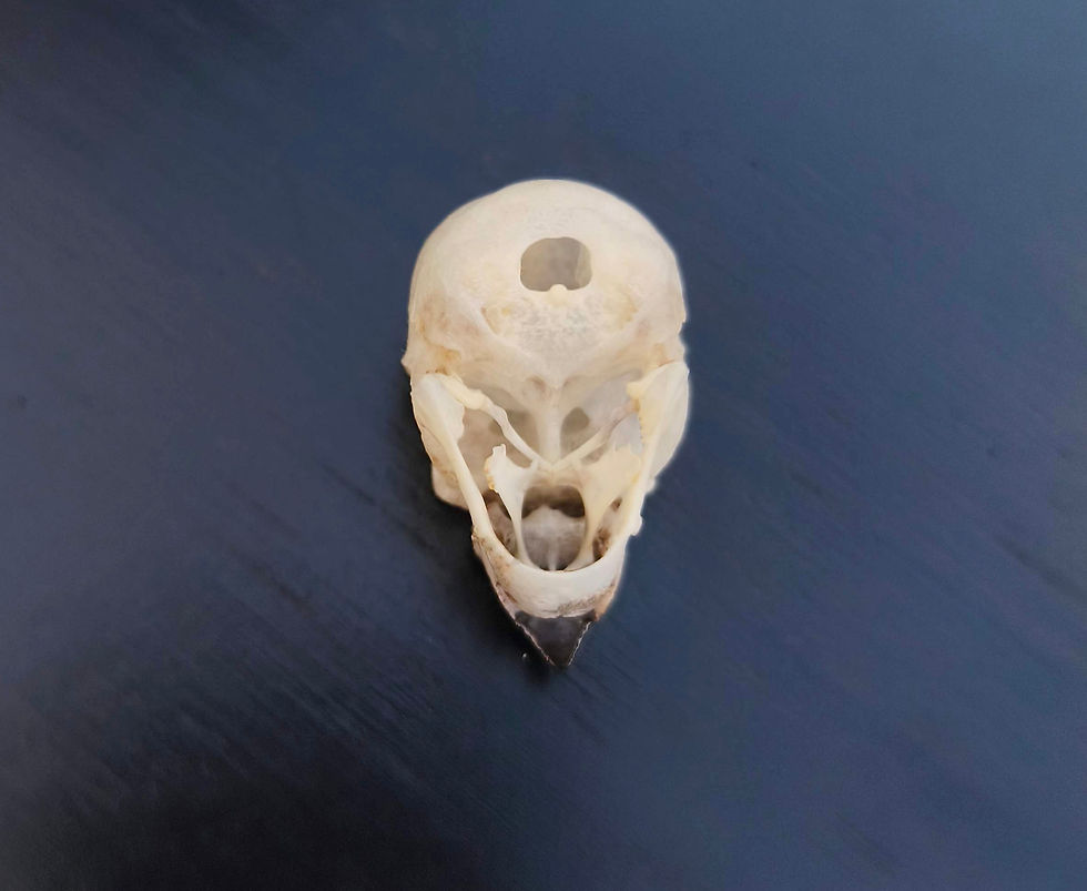 Thumbnail: English Budgie (Show Budgie) Skull | Complete With Full Beak Sheath