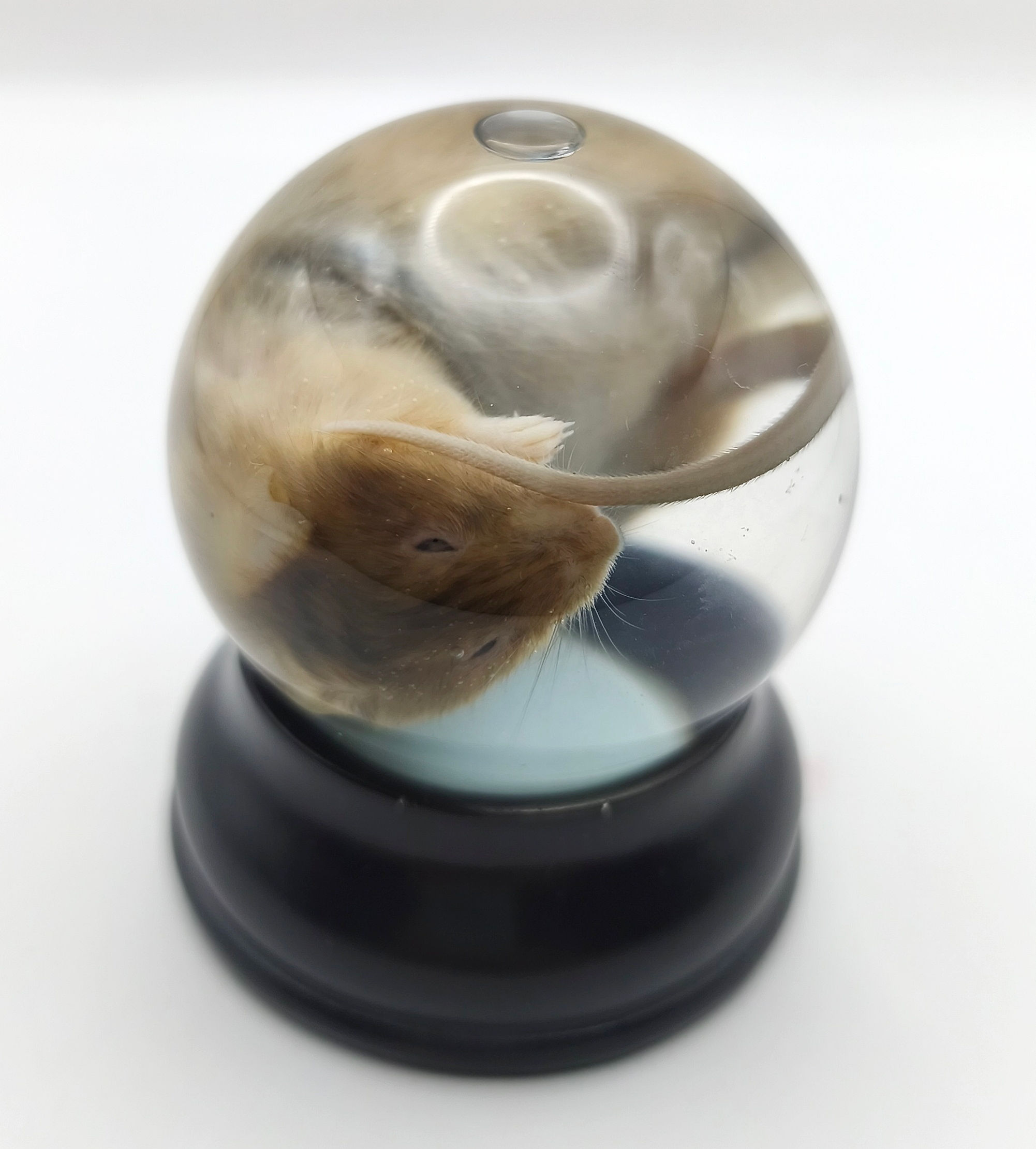 Cute Mouse (Female) | Wet Specimen | 65mm Glass Dome