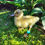 Thumbnail: Taxidermy Duckling Muscovy x Pekin (Mulard)