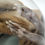 Thumbnail: Stillborn Guinea Pigs | Wet Specimen | 80mm Glass Dome + Base #2
