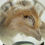 Thumbnail: Wet Specimen Chick | 65mm Glass Dome 