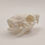 Thumbnail: Guinea Pig Skull | Adult Anatomical 