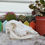 Thumbnail: Fallow Doe Skull | B Grade | Roadkill From S.A.