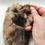 Thumbnail: Muskrat Sleeve Pelt | South American Import 
