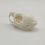 Thumbnail: Juvenile Guinea Pig Skull 