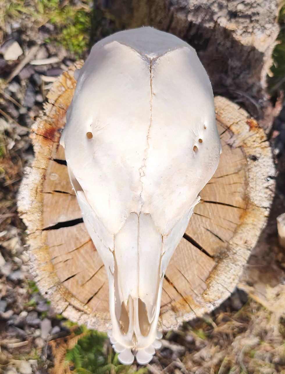 Thumbnail: Jersey Calf Skull 
