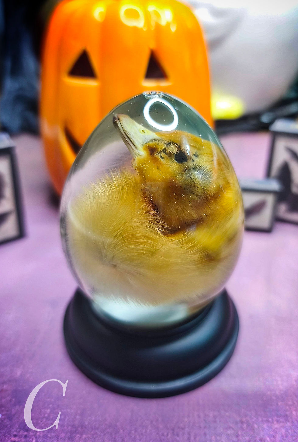 Thumbnail: Duckling  | Wet Specimen | 65mm Egg Shaped Dome 