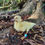 Thumbnail: Taxidermy Duckling Muscovy x Pekin (Mulard)