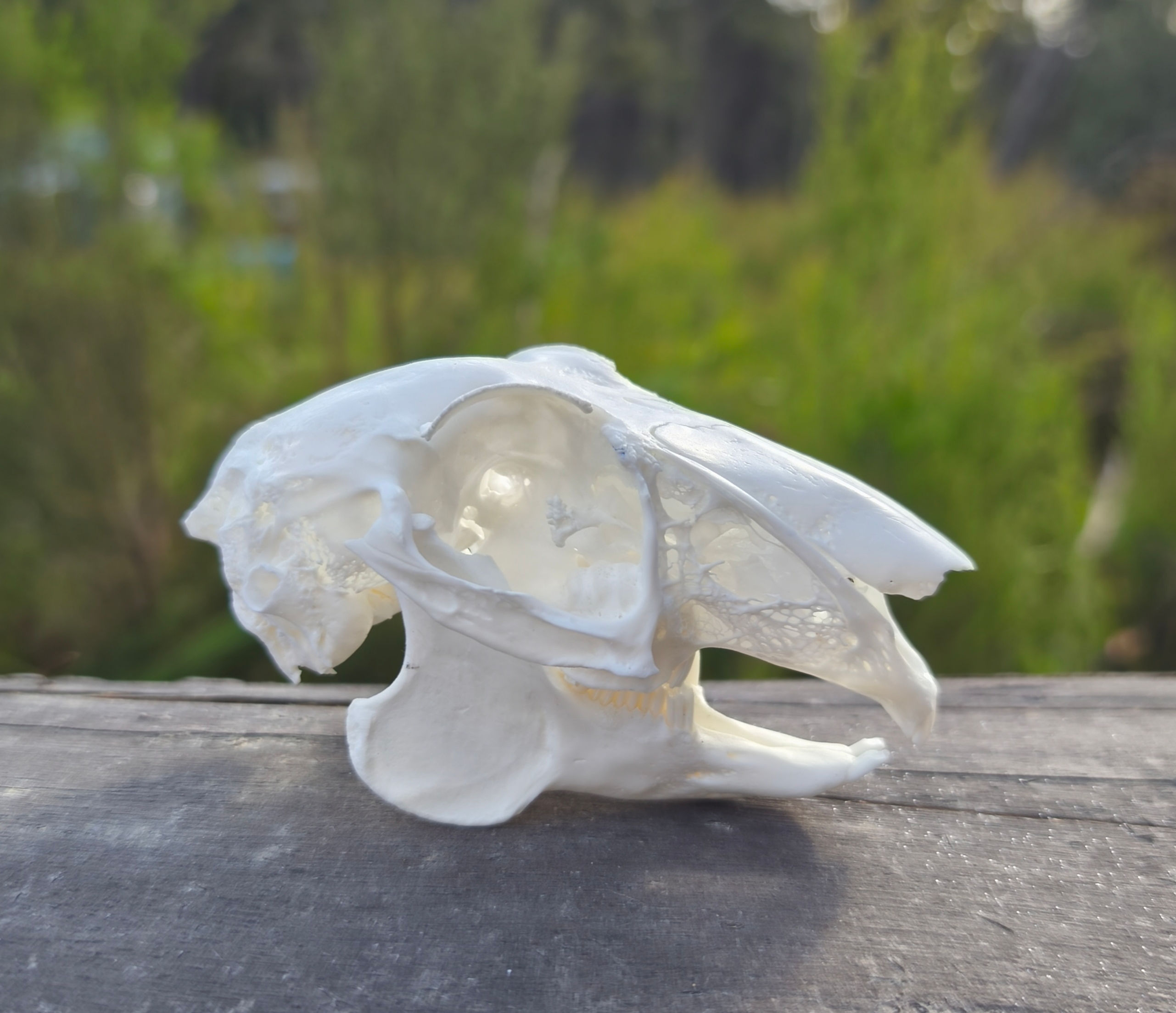B Grade Hare Skull | Missing Teeth