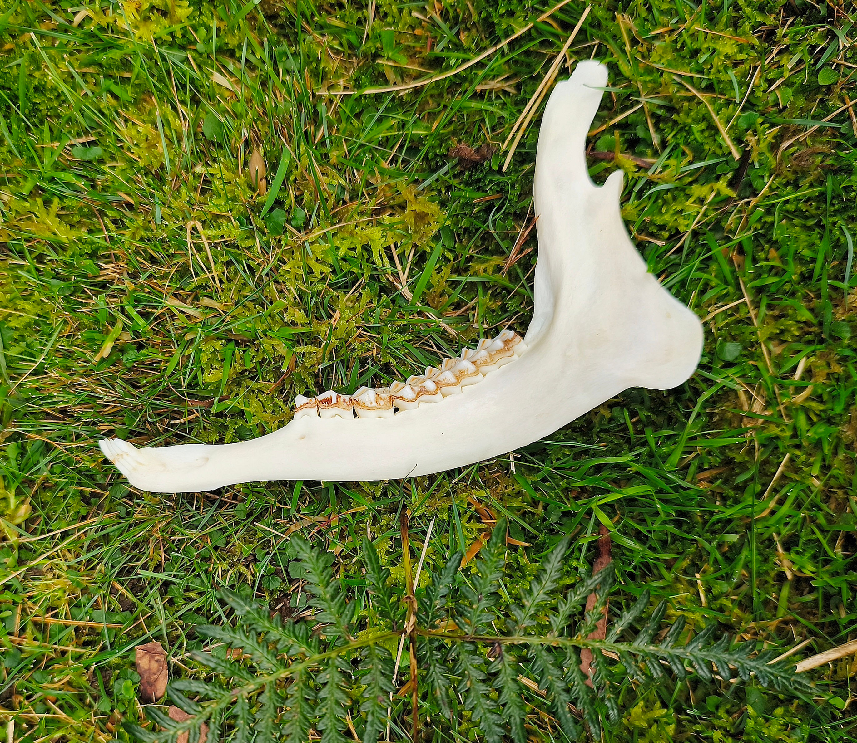 Roe Deer Jaw Bone 