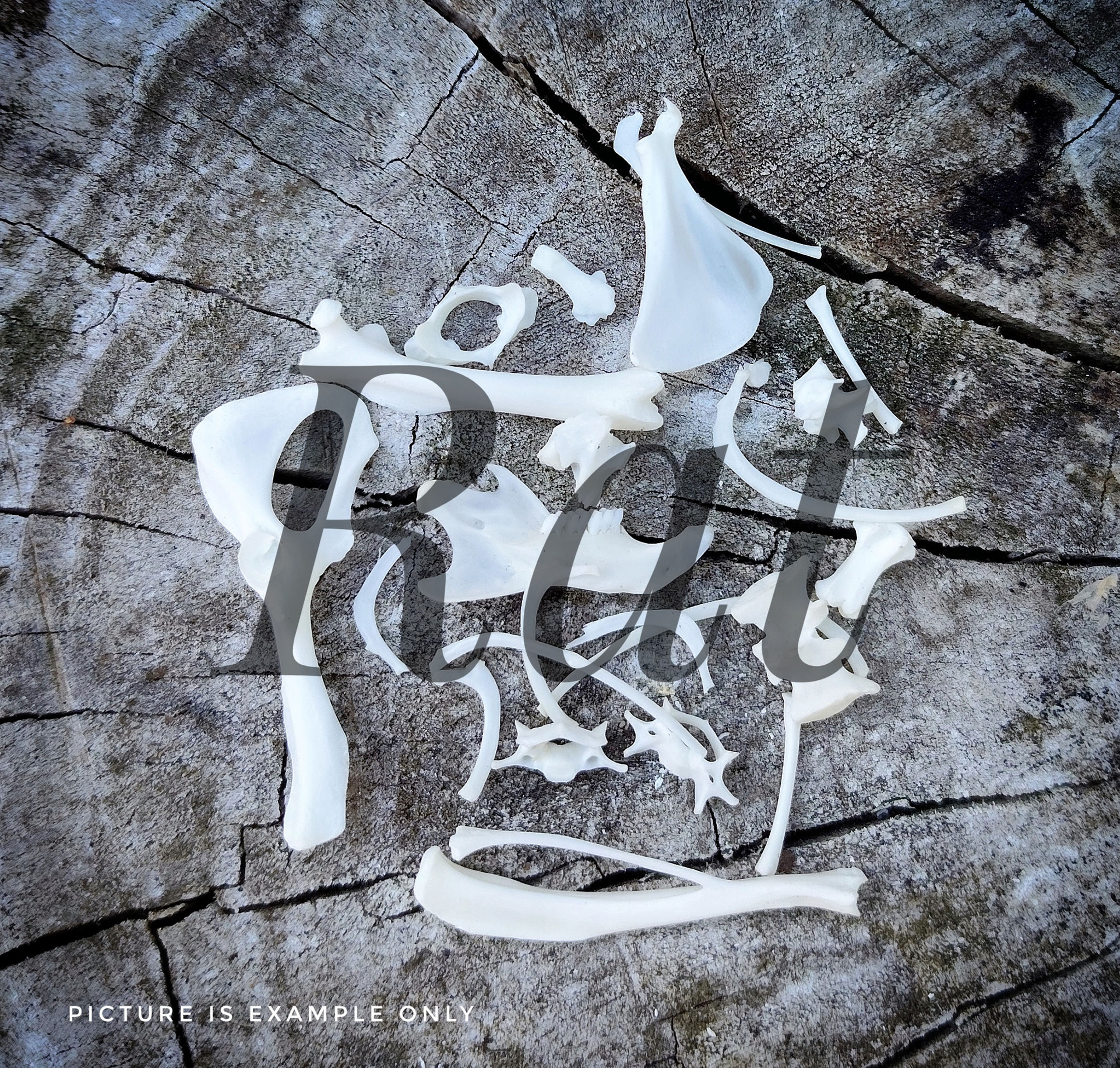 Bone Pack #5 Non-Native Rat | 18-20 Small Bones 