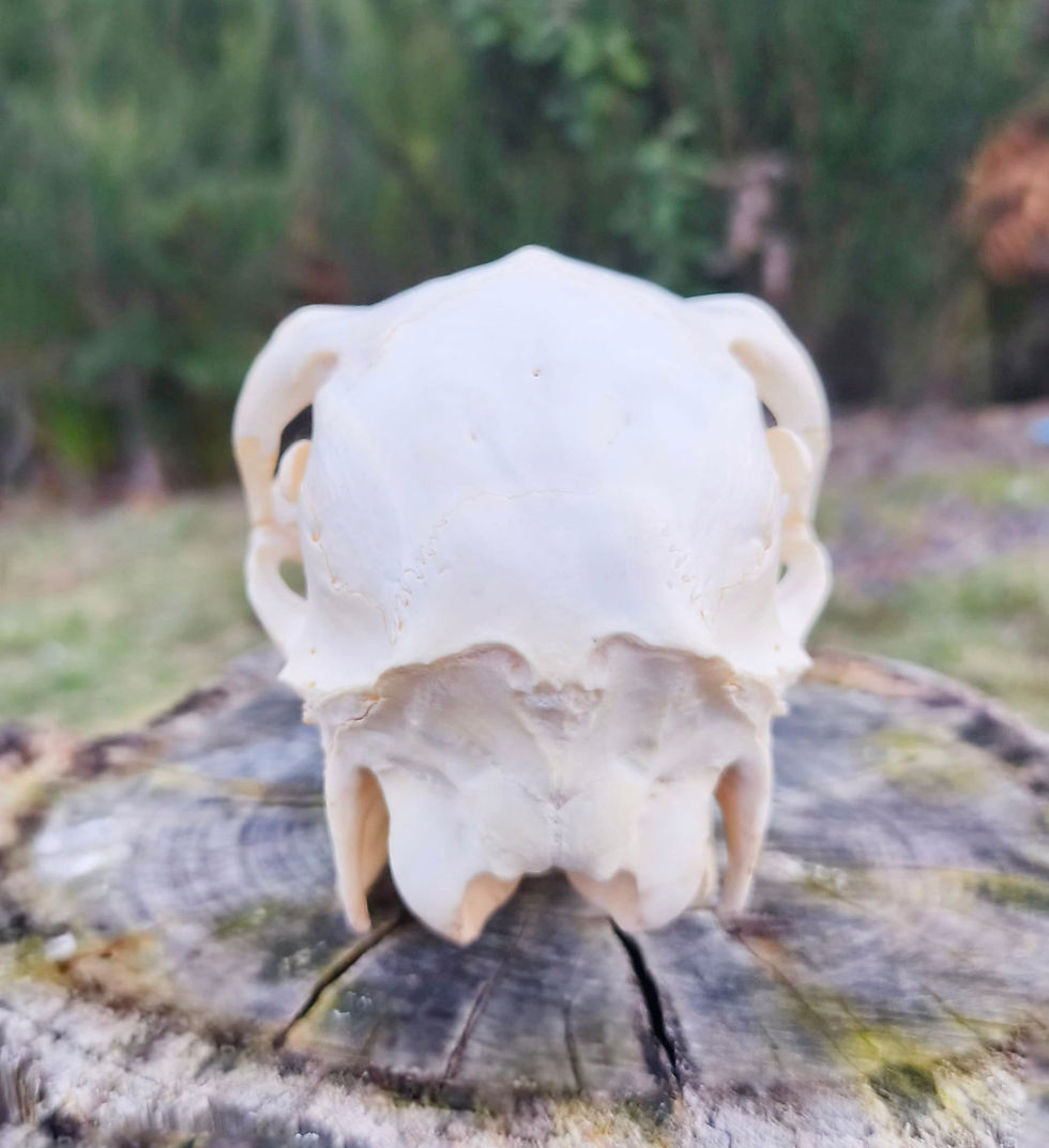 Thumbnail: Fallow Doe Skull | Medium 