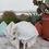 Thumbnail: Fallow Doe Skull | B Grade | Roadkill From S.A.