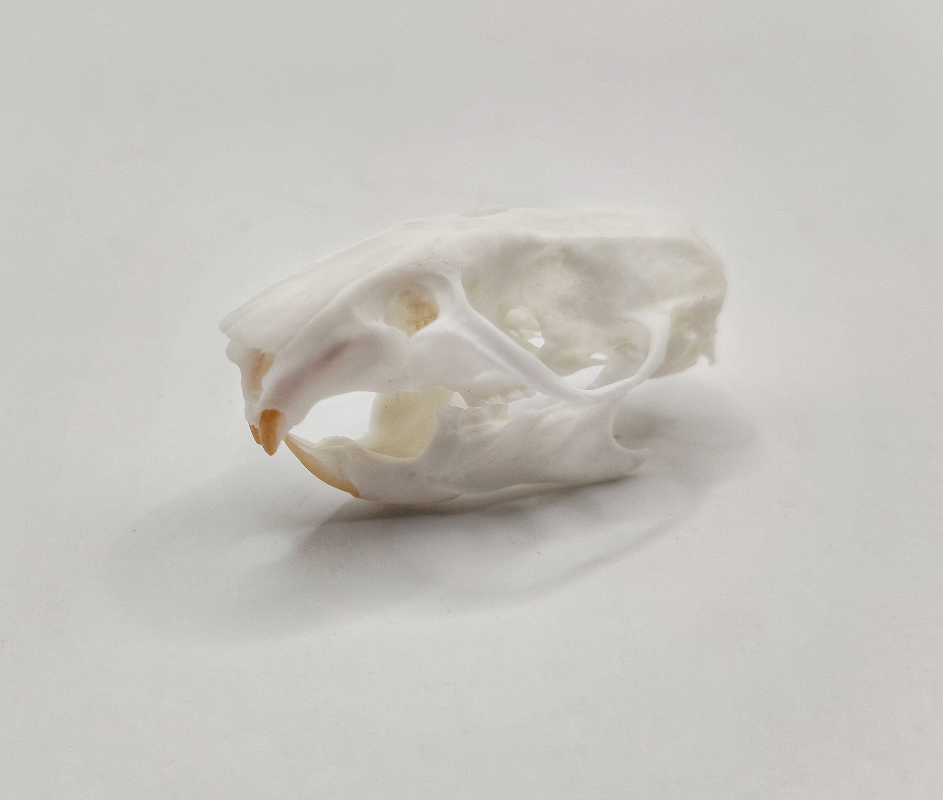 Rattus Norvegicus | Rat Skull | Non Native 