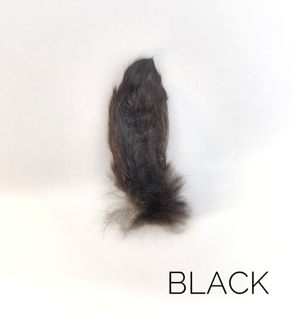 Thumbnail: Tanned Netherland Dwarf Ear 