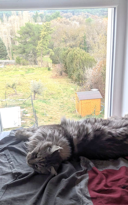 Hotel pour chat avec une jolie vue 