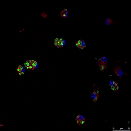 NC-Rod_Fase Aq_Incub 120 min_MERGED.tiff