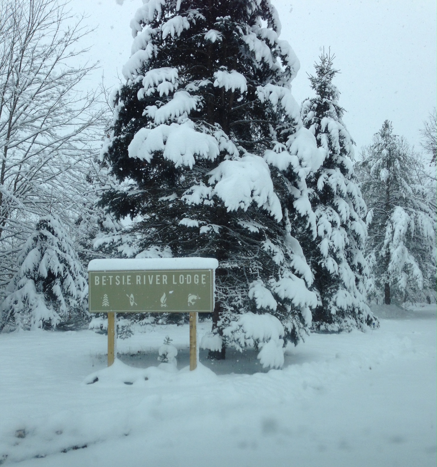 Beautiful Pines