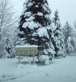 Beautiful Pines