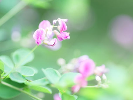 秋の七草，知っていますか？ ～七草と山上憶良～