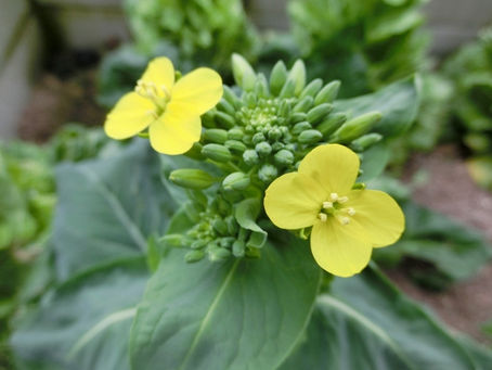 和算　～日本の誇る数学～　交会術