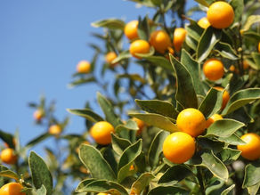 方陣よりも簡単!?  三角形のパズル（その２）