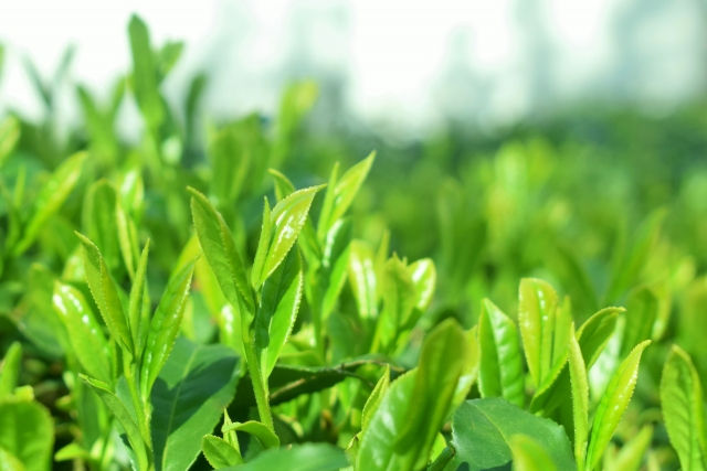 茶の木