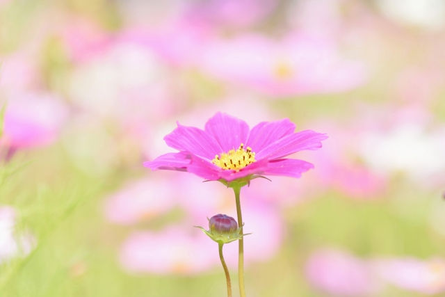 ree