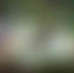 Des espèces dans le Parc Natinal de Kep